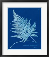 Cyanotype Ferns II Framed Print