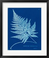 Framed 'Cyanotype Ferns II' border=