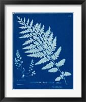 Framed 'Cyanotype Ferns IV' border=