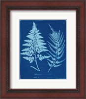 Framed 'Cyanotype Ferns V' border=