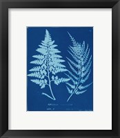 Framed 'Cyanotype Ferns V' border=