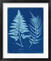 Framed 'Cyanotype Ferns V' border=