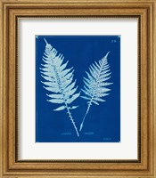 Framed 'Cyanotype Ferns VI' border=