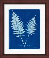 Framed 'Cyanotype Ferns VI' border=