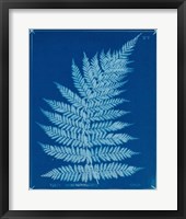 Cyanotype Ferns IX Framed Print