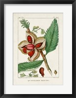 Turpin Foliage & Fruit II Framed Print