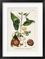 Turpin Foliage & Fruit III Framed Print