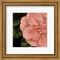 Framed 'Dramatic Camellia I' border=