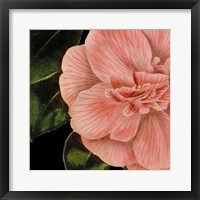 Framed Dramatic Camellia I