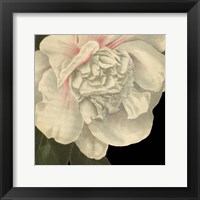 Framed 'Dramatic Camellia II' border=