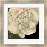 Framed 'Dramatic Camellia II' border=