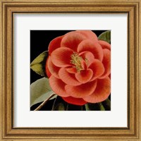 Framed 'Dramatic Camellia III' border=