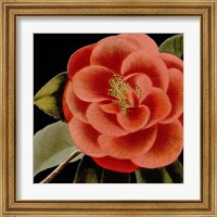 Framed 'Dramatic Camellia III' border=