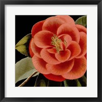 Framed Dramatic Camellia III