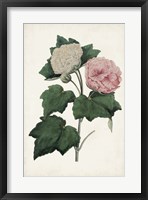 Framed Vintage Rose Clippings II