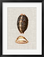 Antique Shells on Linen IV Framed Print