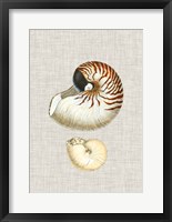 Antique Shells on Linen VII Framed Print