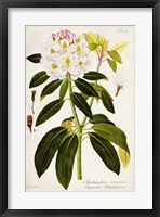 Framed Vintage Rhododendron I