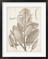 Sepia Exotic Plants I Framed Print