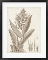 Sepia Exotic Plants II Framed Print