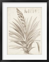 Sepia Exotic Plants III Framed Print