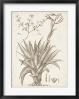 Sepia Exotic Plants IV Framed Print
