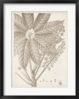 Sepia Exotic Plants V Framed Print
