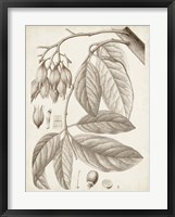 Sepia Exotic Plants VI Framed Print