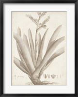 Sepia Exotic Plants VIII Framed Print