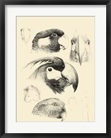 Waterbird Sketchbook III Framed Print