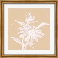 Framed 'Echinacea II' border=