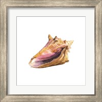 Framed 'Oceanum Shells White I-Conch' border=