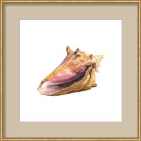 Framed 'Oceanum Shells White I-Conch' border=