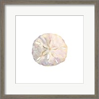 Framed Oceanum Shells White IV-Sand Dollar