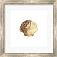 Framed 'Oceanum Shells White V-Scallop' border=