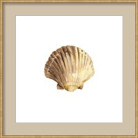 Framed 'Oceanum Shells White V-Scallop' border=