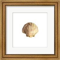 Framed 'Oceanum Shells White V-Scallop' border=