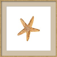 Framed 'Oceanum Shells White VI-Sea Star' border=