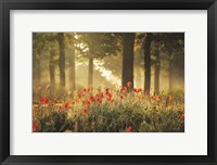 Framed Poppy Forest