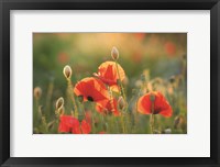 Framed Poppy Field III