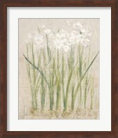 Framed Narcissus Light