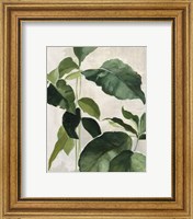 Framed 'Tropical Study II' border=