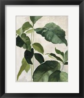 Tropical Study II Framed Print