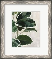 Framed 'Tropical Study I' border=