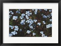 Framed Forget Me Nots I