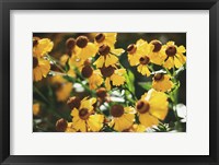 Framed Autumn Flowers II