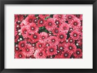 Framed Autumn Flowers I