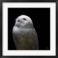 Framed Snowy Owl Looks to the Sun