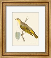 Framed 'Engraved Birds III' border=