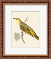 Framed 'Engraved Birds III' border=